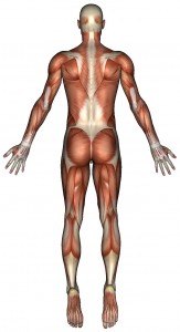 muscles-posterior-163x300