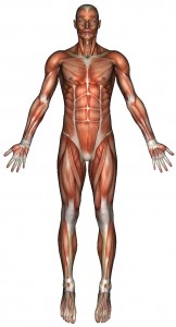 muscles-anterior-162x300