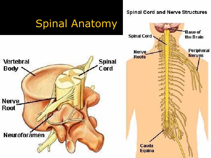 spinal-anatomy-human-spine-disorders-design-anatomy-lect